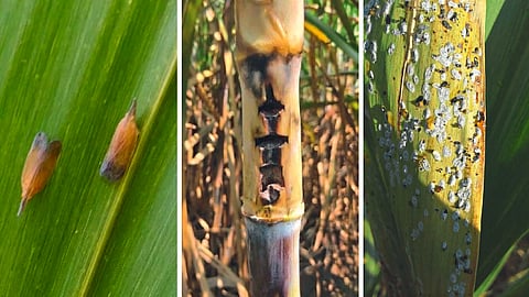 Sugarcane Pest Control