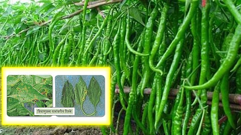 Green Chili