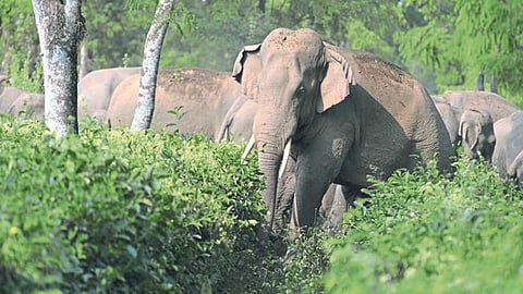Elephant Rampage