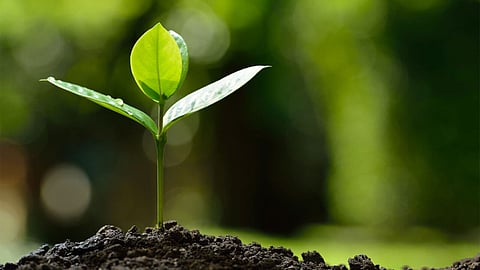 Biochar