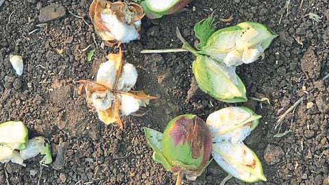Cotton Boll Worm
