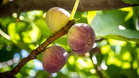 Fig Crop