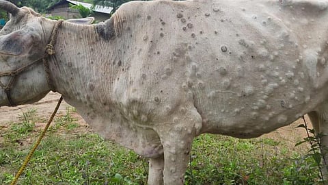 Lumpy Update