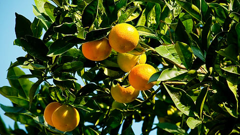 Sweet Orange Insurance