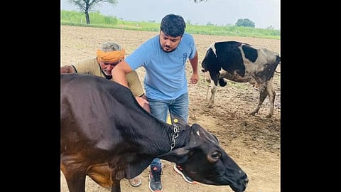 Lumpy Vaccination : अमरावती जिल्ह्यासाठी २ लाख ६० हजार लसी