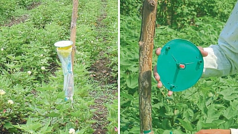 Crop Protection