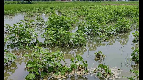 Crop Damage