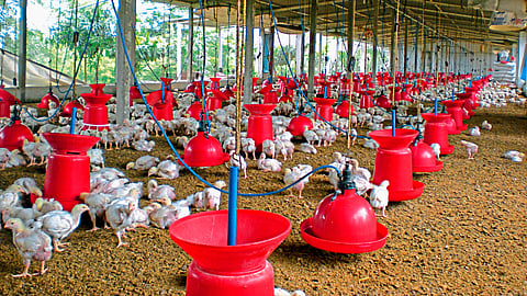 Poultry 