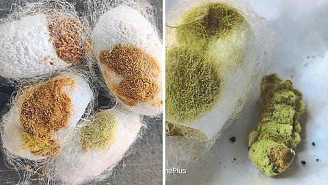 Silkworm Disease