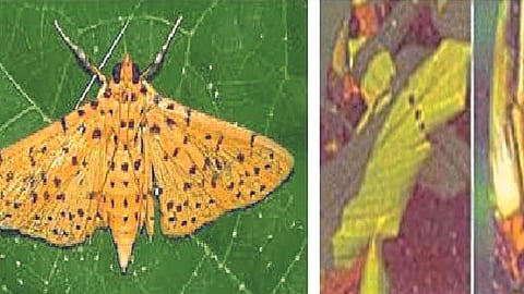 Turmeric Pest Management : हळद पिकातील एकात्मिक कीड व्यवस्थापन