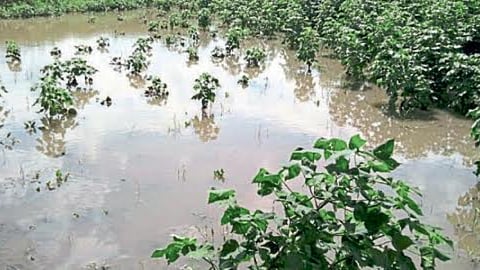 Crop Damage 