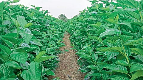 Silk Farming