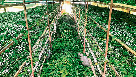 Silk Farming