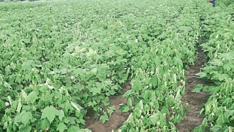 Cotton Crop Disease
