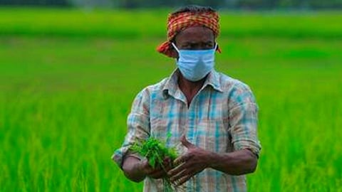 Crop Insurance