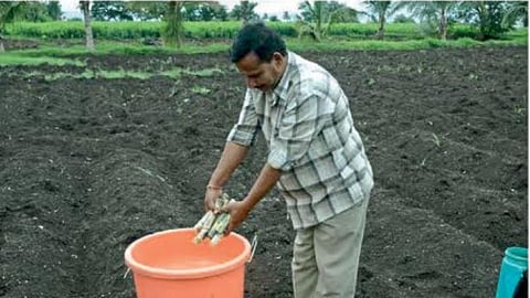 Organic Fertilizer 
