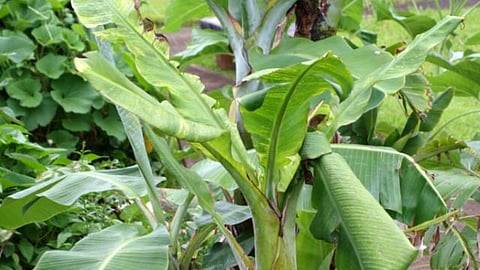 Banana Cucumber Mosaic 
