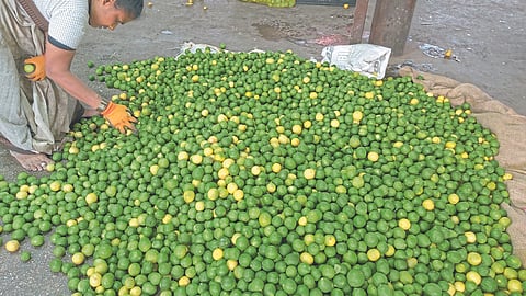 Vegetable  Market