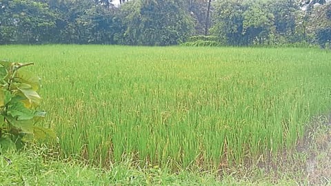 Paddy