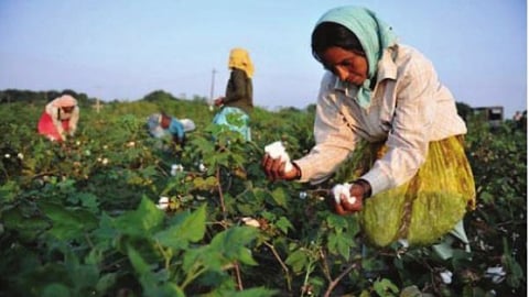 Agriculture Labor 