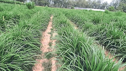 Bio Fuel Production