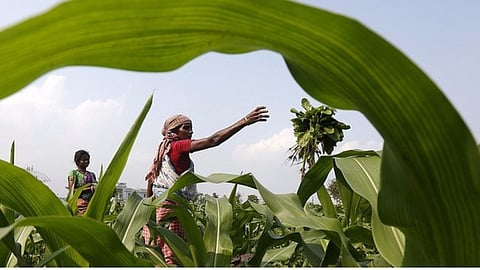 Crop Insurance