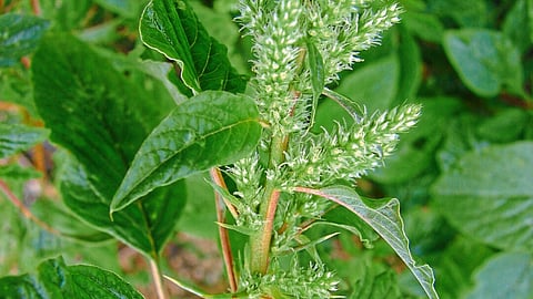 Wild Vegetable 