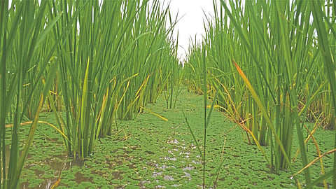 Paddy 