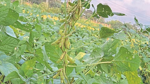Soybean Crop