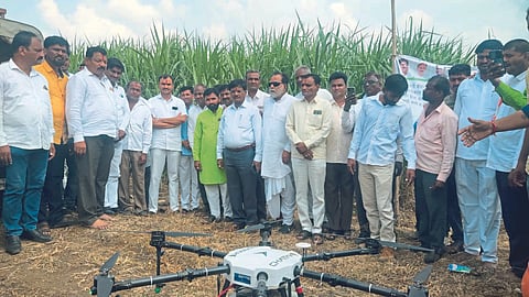 Sugarcane Crop 