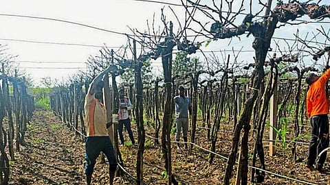 Grapes Production