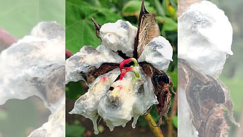 Cotton Crop Damage 