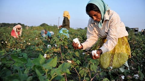 Cotton Rate