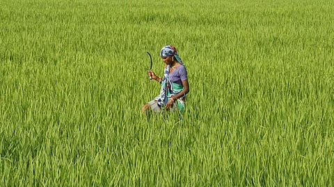 Crop Insurance