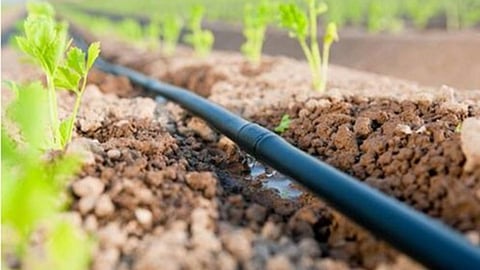 Irrigation Scam