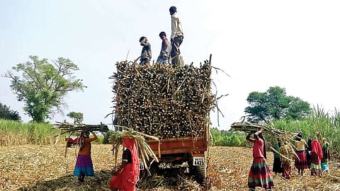 Sugar Production