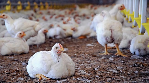 Poultry