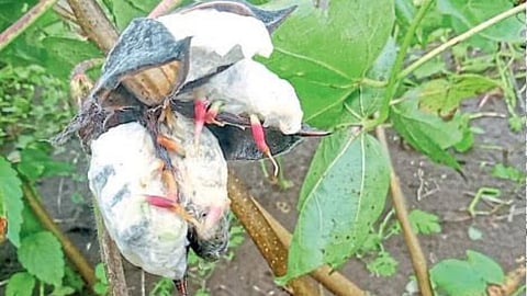 Cotton Crop Damage