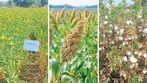 Crop Verity