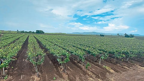 Grape Farming
