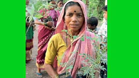 Wild Vegetable 