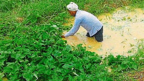 Water Spinach