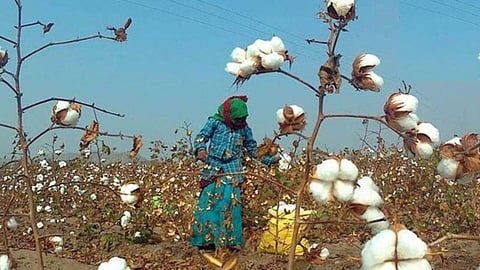 Cotton Harvesting