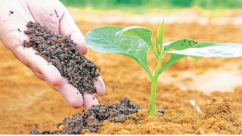 Organic Farming 
