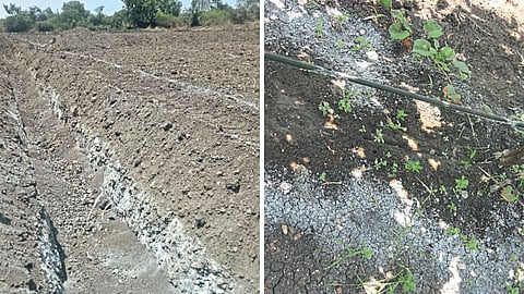 Grape Farming 