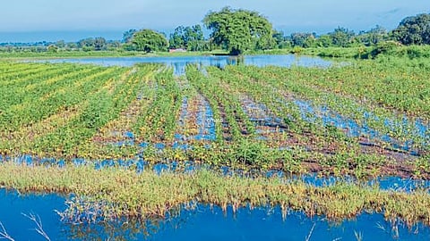 Crop Damage