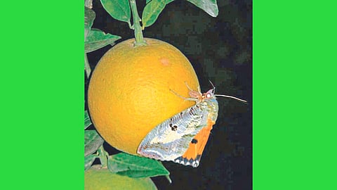 Crop Protection 