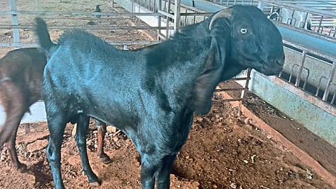 Goat Farming 