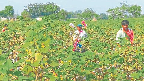 Cotton Harvesting 