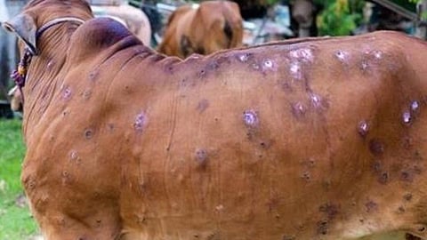 Lumpy Scene Disease